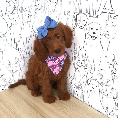 Talia - Available Now