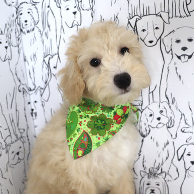 Weston - Available Now