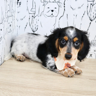 Dexter - Available Now