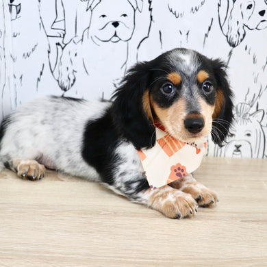 Dexter - Available Now
