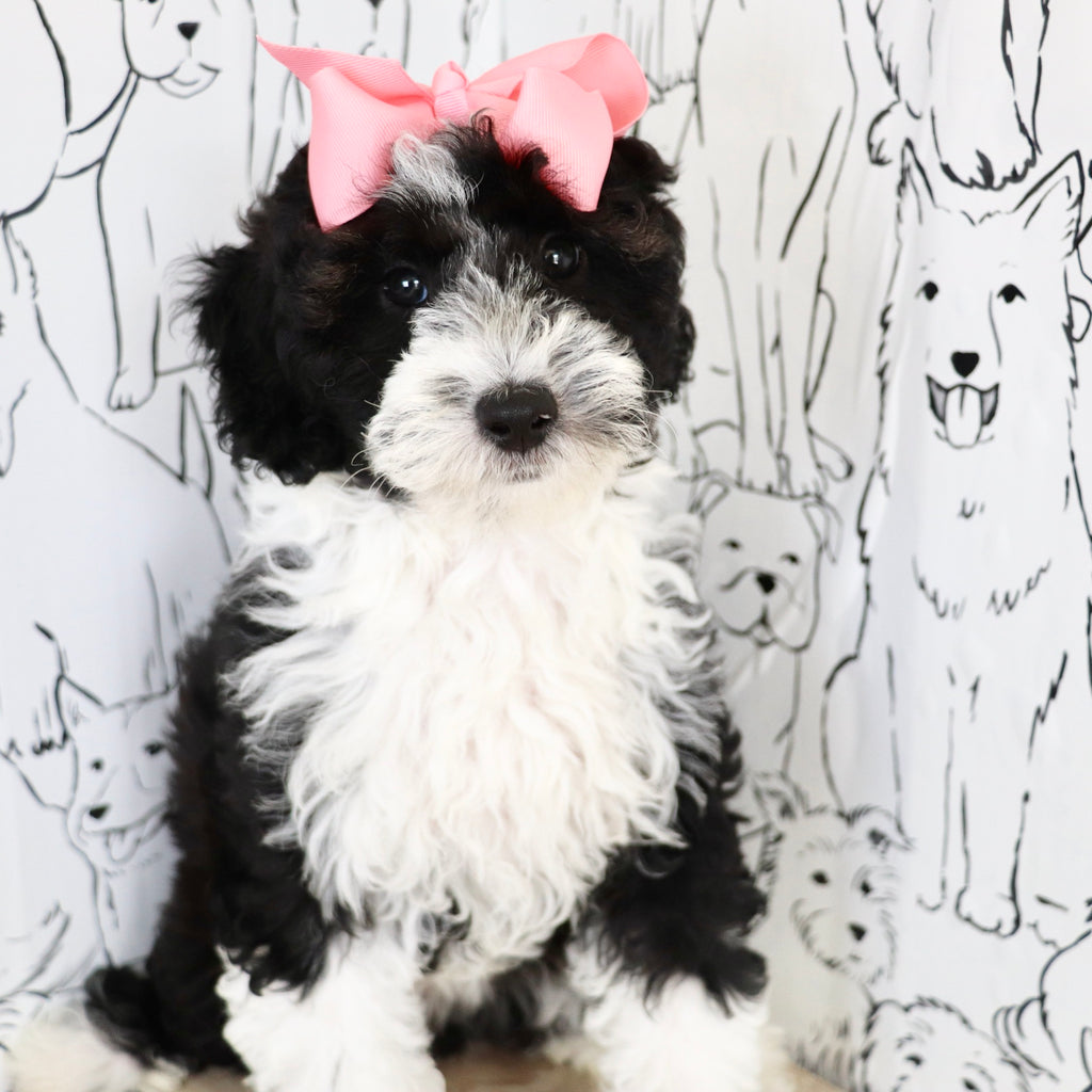 Susie - Available Now
