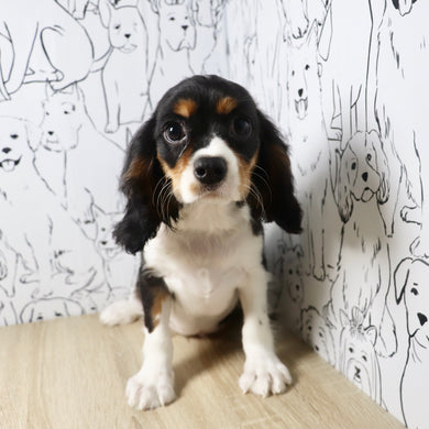 Krane - Available Now