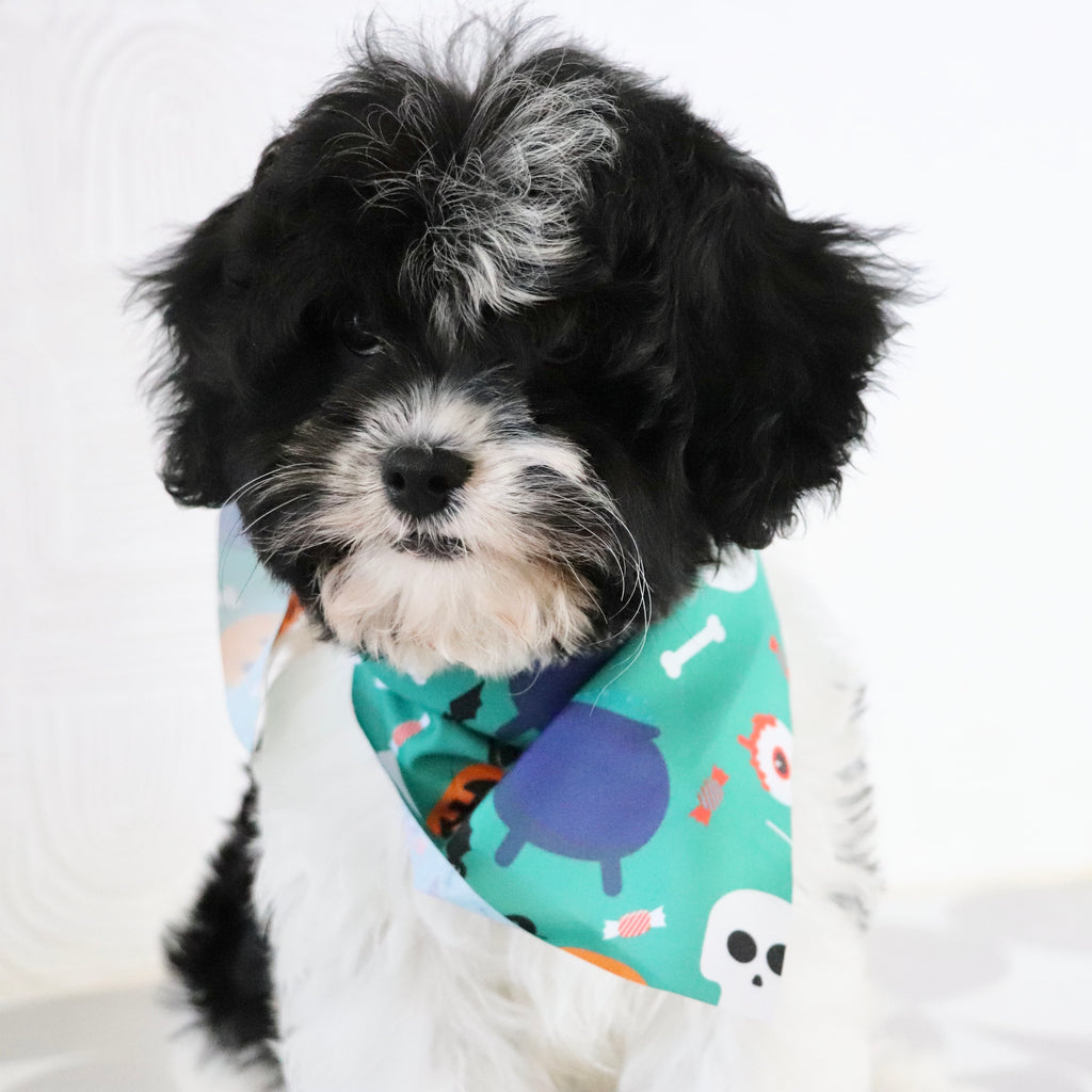 Brandon - Available Now