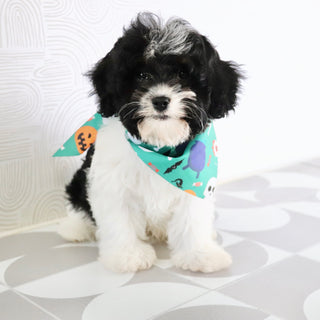 Brandon - Available Now