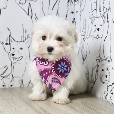 Indigo - Available Now