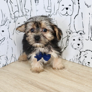 Ringo - Available Now