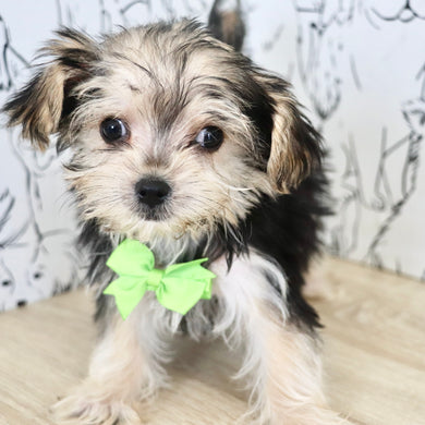 Rocky - Available Now