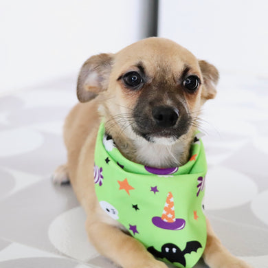 Baxter - Available Now