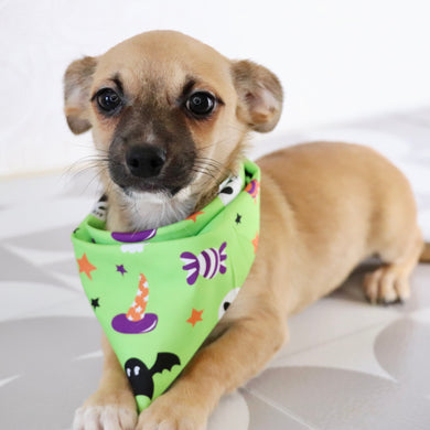 Baxter - Available Now