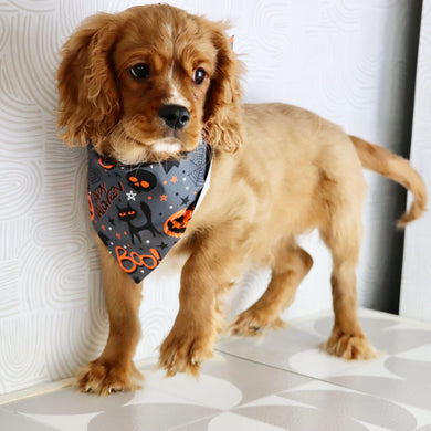 George - Available Now