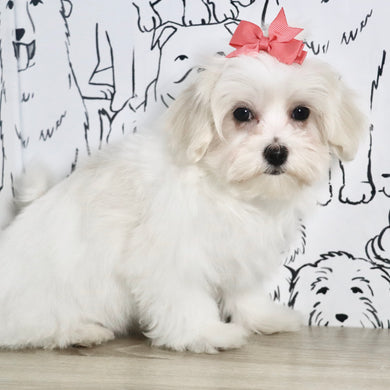 Gwynne - Available Now