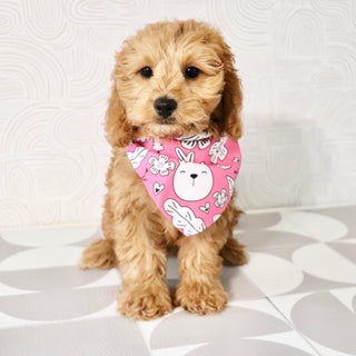 Gertie - Available Now