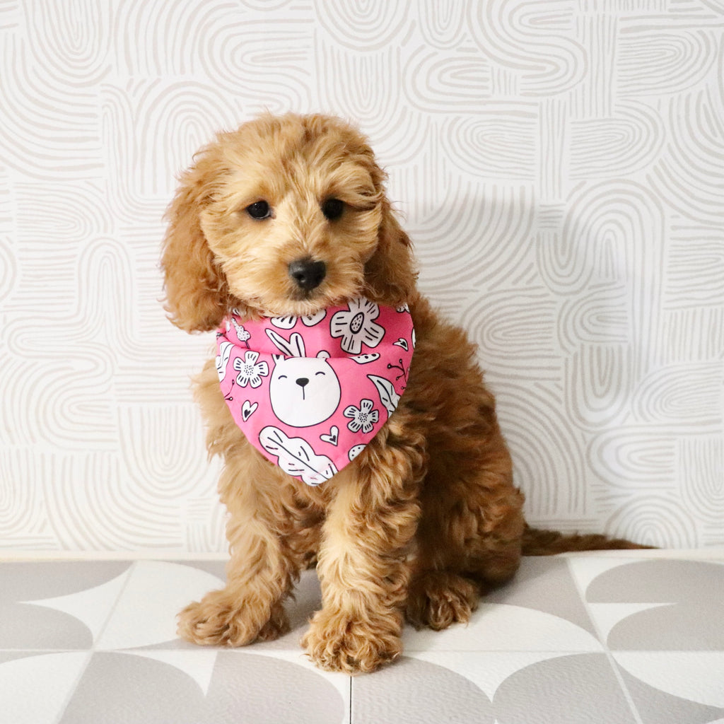Gertie - Available Now