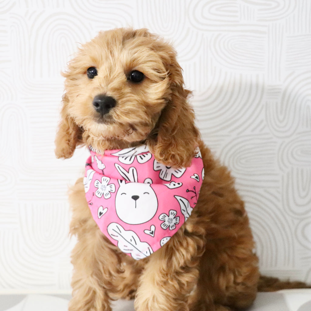 Gertie - Available Now