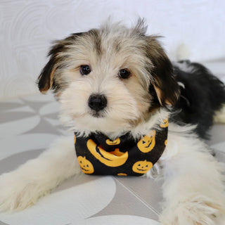 Albert - Available Now