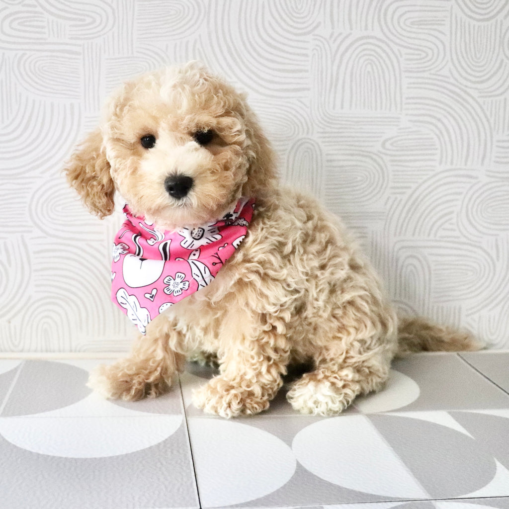 Maple - Available Now