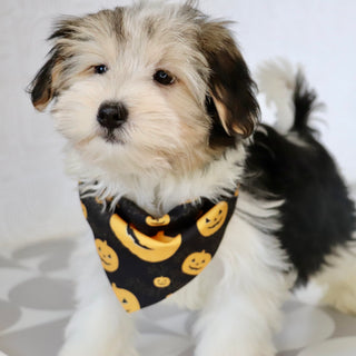 Albert - Available Now