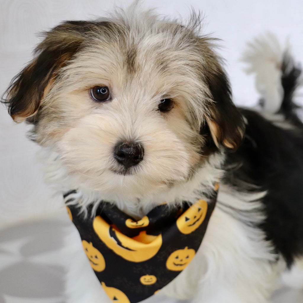 Albert - Available Now