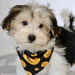 Albert - Available Now