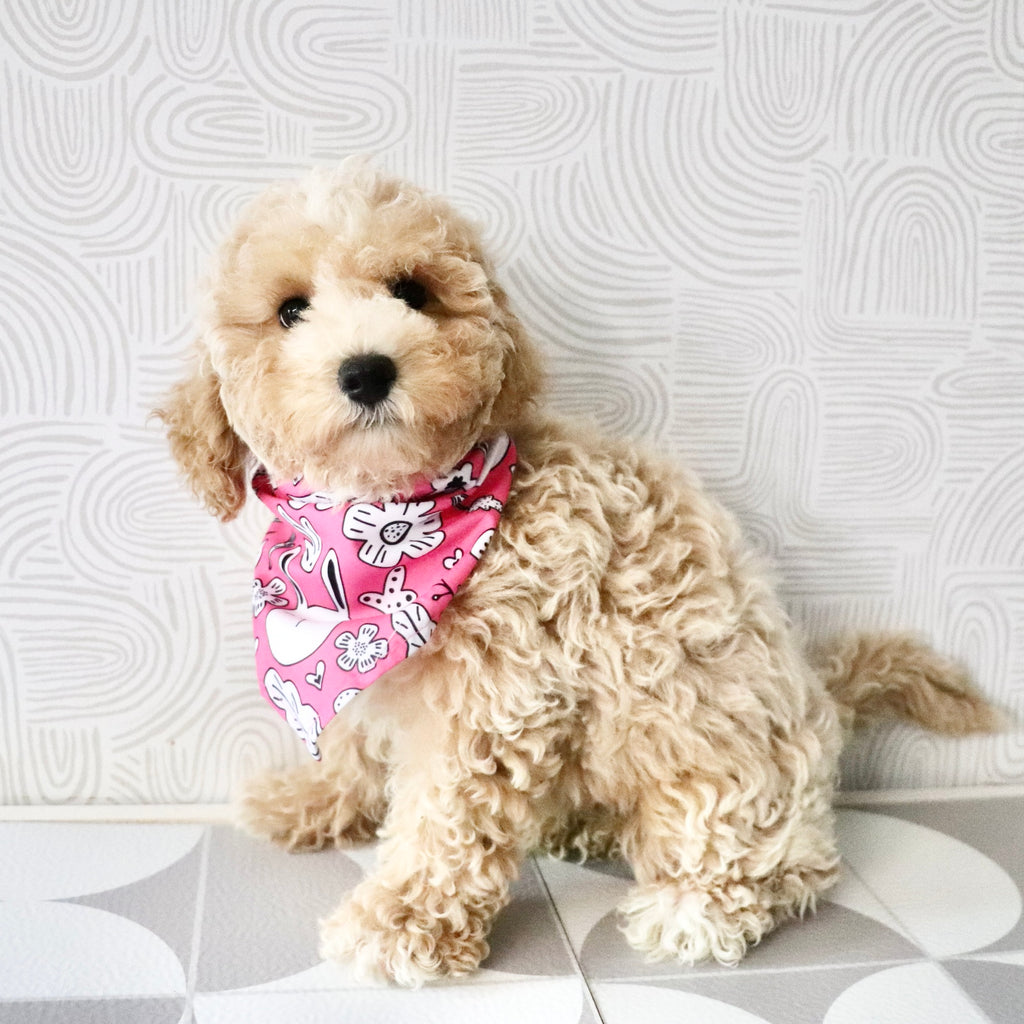 Maple - Available Now