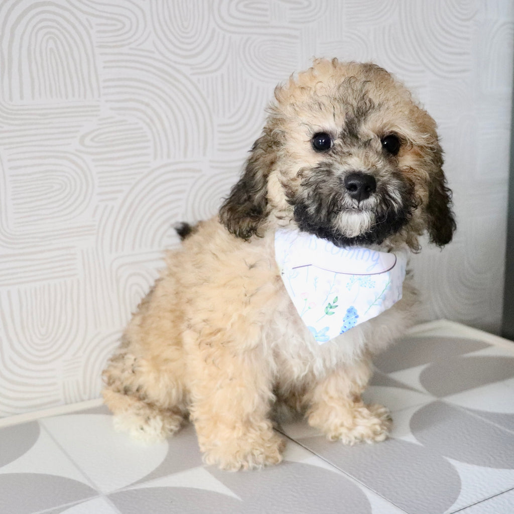 Maui - Available Now