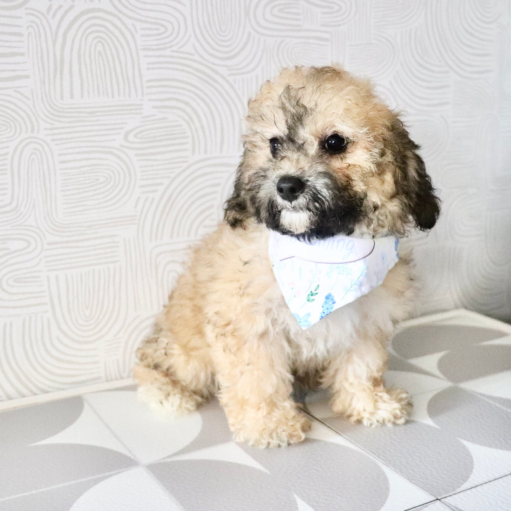 Maui - Available Now