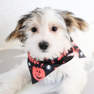Ronald - Available Now
