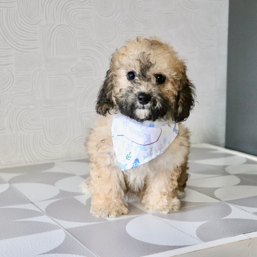 Maui - Available Now
