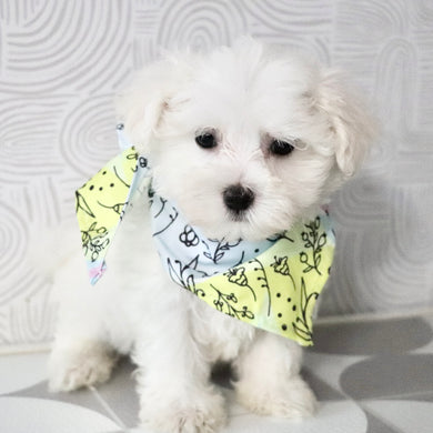 Monty - Available Now