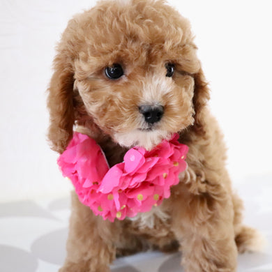 Molly - Available Now