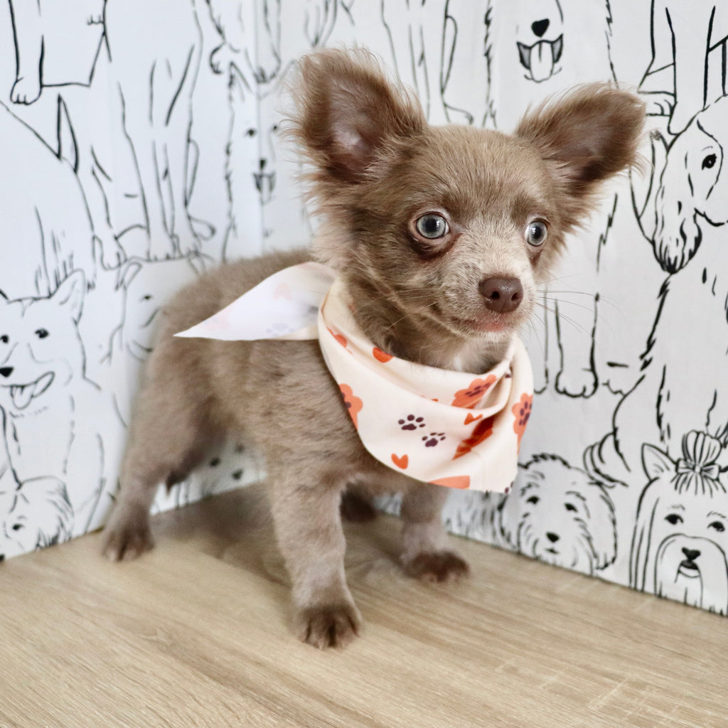 Gizmo - Available Now