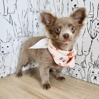 Gizmo - Available Now