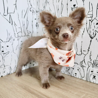 Gizmo - Available Now