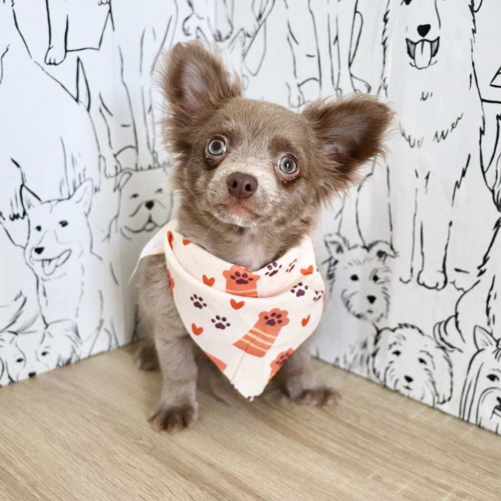Gizmo - Available Now