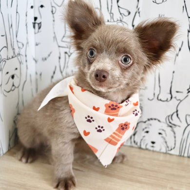 Gizmo - Available Now