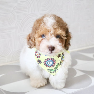 Sammie - Available Now