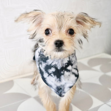 Rocky - Available Now