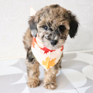 Fenway - Available Now