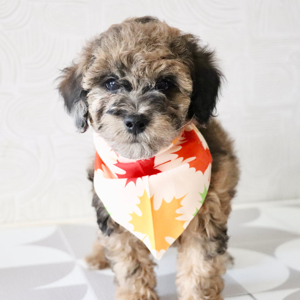 Fenway - Available Now