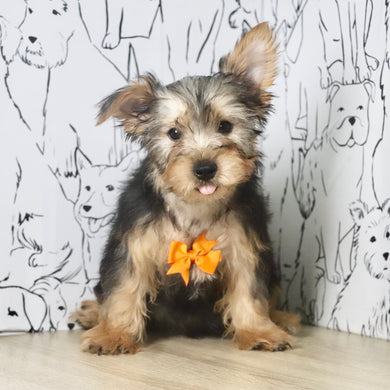 Goofy - Available Now