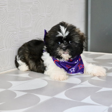 Theo - Available Now