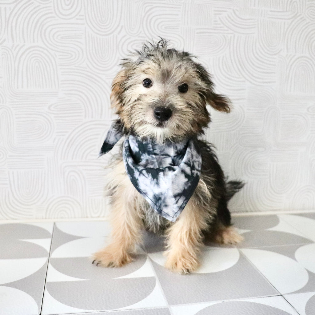Donnie - Available Now