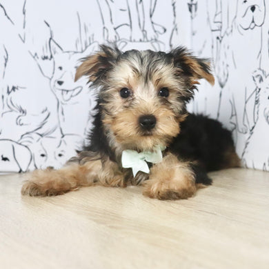 Pluto - Available Now