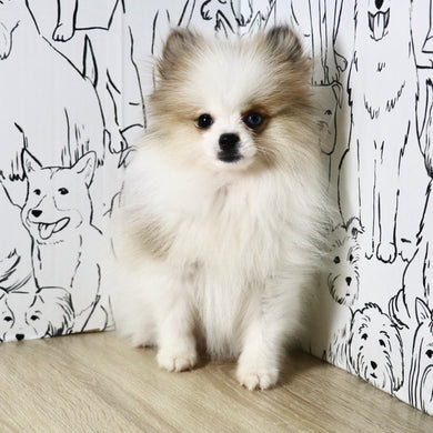 Milo - Available Now