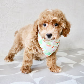 Shelly - Available Now