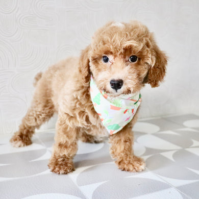 Shelly - Available Now