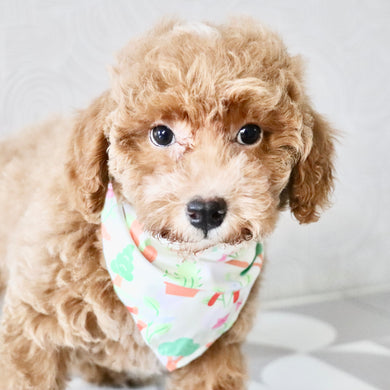 Shelly - Available Now