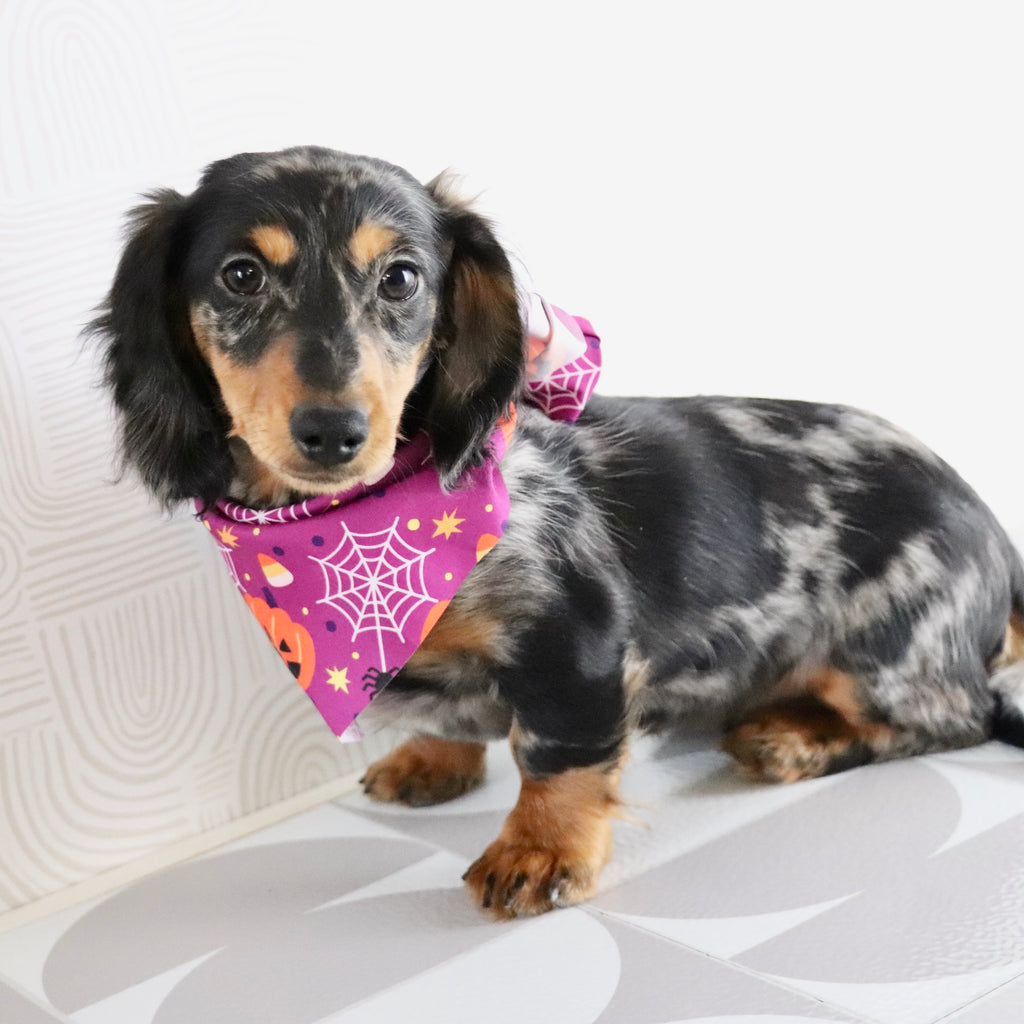 Blueberry - Available Now