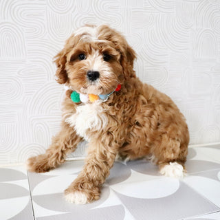 Kingsley - Available Now