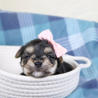 Inez - Available 2/19